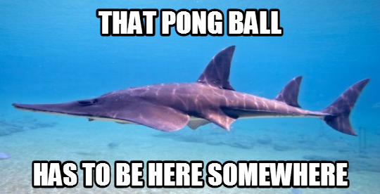 shark_find_pong_ball